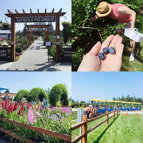 蓝莓飘香甜醉人——记温哥华郊区北美农业观光农场